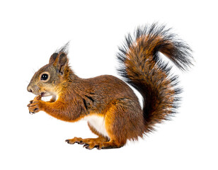 Obraz premium Squirrel against black background, eating with fluffy tail curled. Side profile