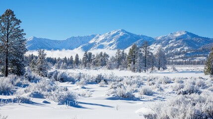 Fototapeta premium A serene winter landscape with snow-covered trees and mountains in the background.