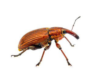A rust-colored weevil stands against a stark black backdrop with intricate detailing visible on its body and antennae