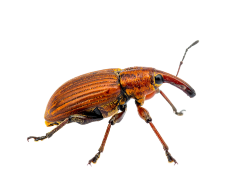 A rust-colored weevil stands against a stark black backdrop with intricate detailing visible on its body and antennae