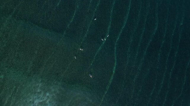 Aerial view of group of surfers sitting on their surfboards in transparent water of Indian ocean.Grajagan Bay, Banyuwangi, Alas Purwo National Park, East Java, Indonesia