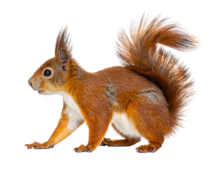 Squirrel Furry rodent with bushy tail, alert stance. Against black background, warm hues