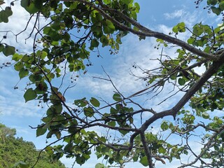Beautiful tropical sea view framed by green leaves and branches. Peaceful ocean scenery under a bright blue sky. Perfect for summer, travel, and tropical nature photography themes.