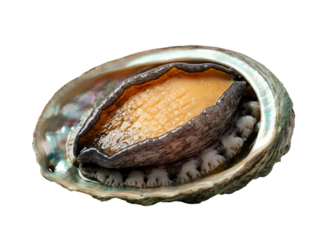 A detailed close-up of a fresh raw abalone, its iridescent mother-of-pearl shell open to reveal the edible meat inside, isolated on a pure white background