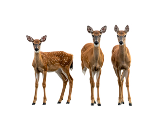 Three deer stand facing the viewer, one speckled and two tawny, on a solid black background