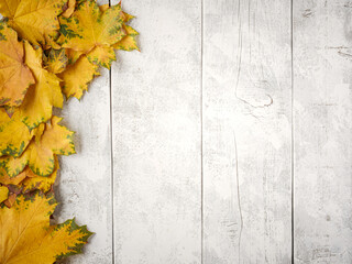 Gold yellow fall maple leaves on white rustic wood plank table. Autumn seasonal overhead flatlay