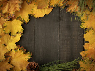 Gold yellow fall maple leaves and evergreen pine spruce branch needles greenery on Halloween black rustic wood plank table. Autumn seasonal overhead flatlay