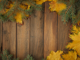 Gold yellow fall maple leaves and evergreen pine spruce branch needles greenery on brown rustic wood plank table. Autumn seasonal overhead flatlay