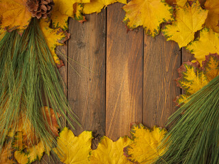 Gold yellow fall maple leaves and evergreen pine spruce branch needles greenery on brown rustic wood plank table. Autumn seasonal overhead flatlay