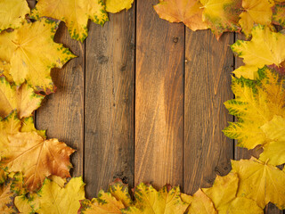 Gold yellow fall maple leaves on brown rustic wood plank table. Autumn seasonal overhead flatlay