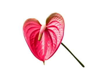 Heart-Shaped Anthurium A Vibrant Pink Bloom Against a White Background