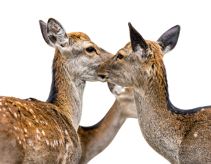 Three deer; two in foreground share a loving moment on a black background with dappled light and textured fur