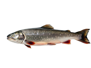 Arctic char fish raw, isolated on a clear blank white background, a vibrant and healthy seafood option