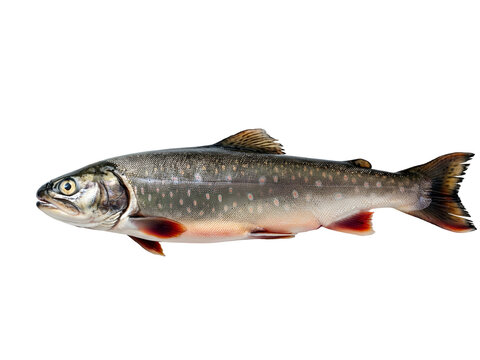 Arctic char fish raw, isolated on a clear blank white background, a vibrant and healthy seafood option