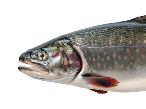 Close-up profile of a freshwater fish with red spots on its body, isolated on a white background