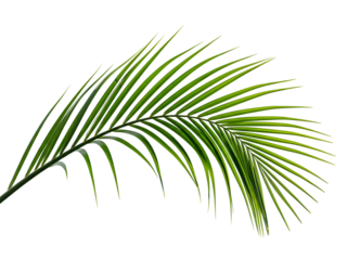 Graceful Areca palm leaf, displaying a vibrant green hue, perfectly isolated on a pristine white background, offering a fresh tropical botanical element for various design and wellness applications