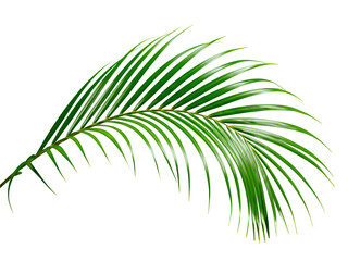 Obraz premium Isolated Green Palm Leaf Branch on White Background for Tropical Designs and Concepts