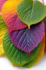 Colorful leaves layered, showcasing autumn hues, vivid