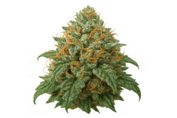 Cannabis bud with rich trichomes and orange pistils on a transparent background, representing medical cannabis and hemp concepts