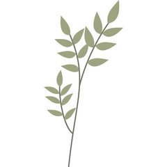 A Delicate Illustration of a Sage Green Leafy Branch with a Thin Stem Against a Transparent White Background Showcasing Minimalist Botanical Art