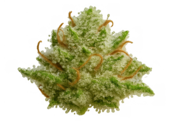 Cannabis bud with trichomes and pistils, a close-up of marijuana flower for medical or recreational use