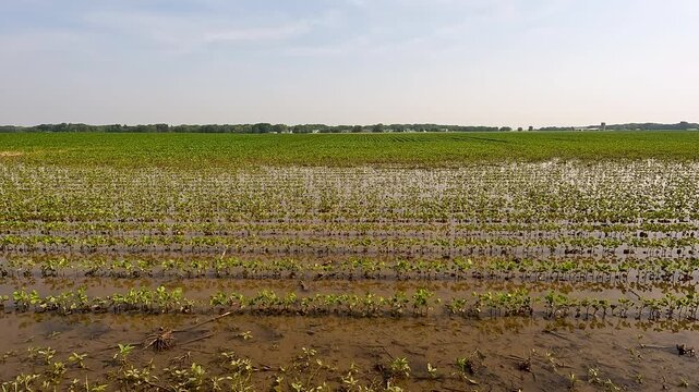 Flooded Soybean Field. Young seedling soybean plants in a flooded agricultural field. The field is overflowing following heavy rainfall. Captured in early June in the Midwest, USA.