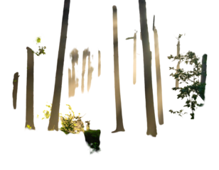 Sunlight dapples through tall, dark trees, illuminating green foliage against a stark black background