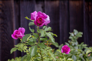 Three partially opened pink-magenta roses facing forward against dark wooden fence, early autumn backyard, San Jose, California