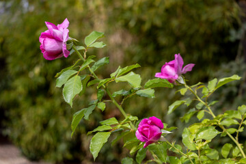 Three pink-magenta rose buds viewed from the side with green blurred background, early autumn backyard, San Jose, California