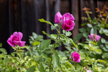 Three pink-magenta rose buds with young reddish shoots, early autumn backyard, San Jose, California