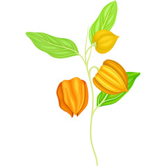 A Detailed Illustration of an Orange Chinese Lantern Plant Branch with Green Leaves and Yellowish-Orange Fruit on a Transparent Background