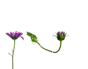 Three African daisies, one in full bloom, one budding, against black. Stems arch, soft light illuminates petals