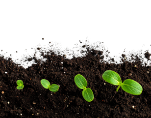 Four plant seedlings in dark soil, showcasing sequential growth stages against a stark black backdrop