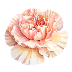 Elegant Softpink Flower White Background