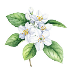 Delicate White Flowers with Green Foliage White Background