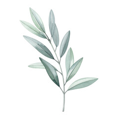 Minimalist Botanical Illustration Leafy Branch with Watercolor Effect