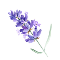 Watercolor Lavender Flower with Green Stem White Background