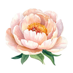 Elegant Blooming Flower with Pastel Petals White Background