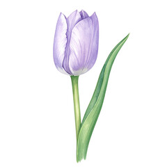 Delicate Purple Tulip with Green Stem White Background