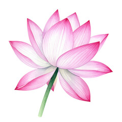 Elegant Pink Lotus Flower with Green Stem White Background