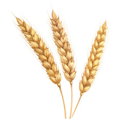 Three Wheat Stalks with Golden Grains White Background
