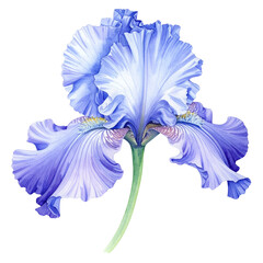 Elegant Purple Iris Flower with Green Stem White Background