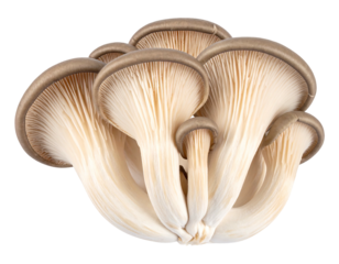 Pleurotus mushrooms A cluster of oyster fungi, beige caps, and white gills are shown against a transparent background
