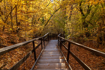 Fototapeta premium Autumn forest staircase, wooden steps winding through vibrant golden foliage bathed in sunlight.