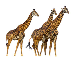 Fototapeta premium Three giraffes stand together against a dark backdrop, showcasing their mottled brown and beige patterned hides