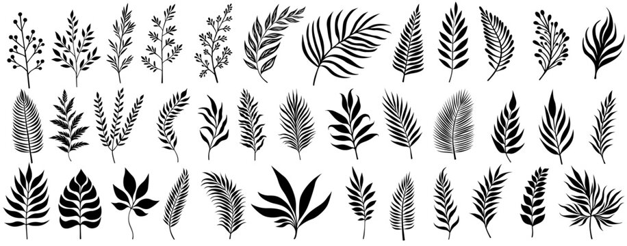 set vector tropical Leaf silhouettes collections. natural palm leaves design exotic botanical floral decoration template vector illustration