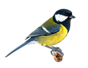Small bird with bright yellow belly and black head perched