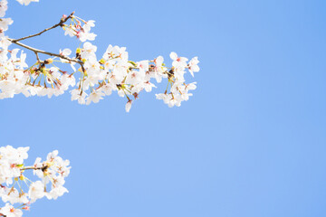 桜並木がある風景