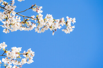 桜並木がある風景