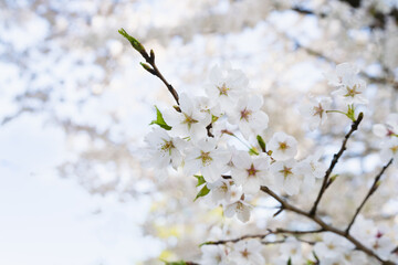 桜並木がある風景